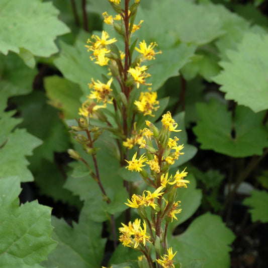 Ligularia 'Bottle Rocket'