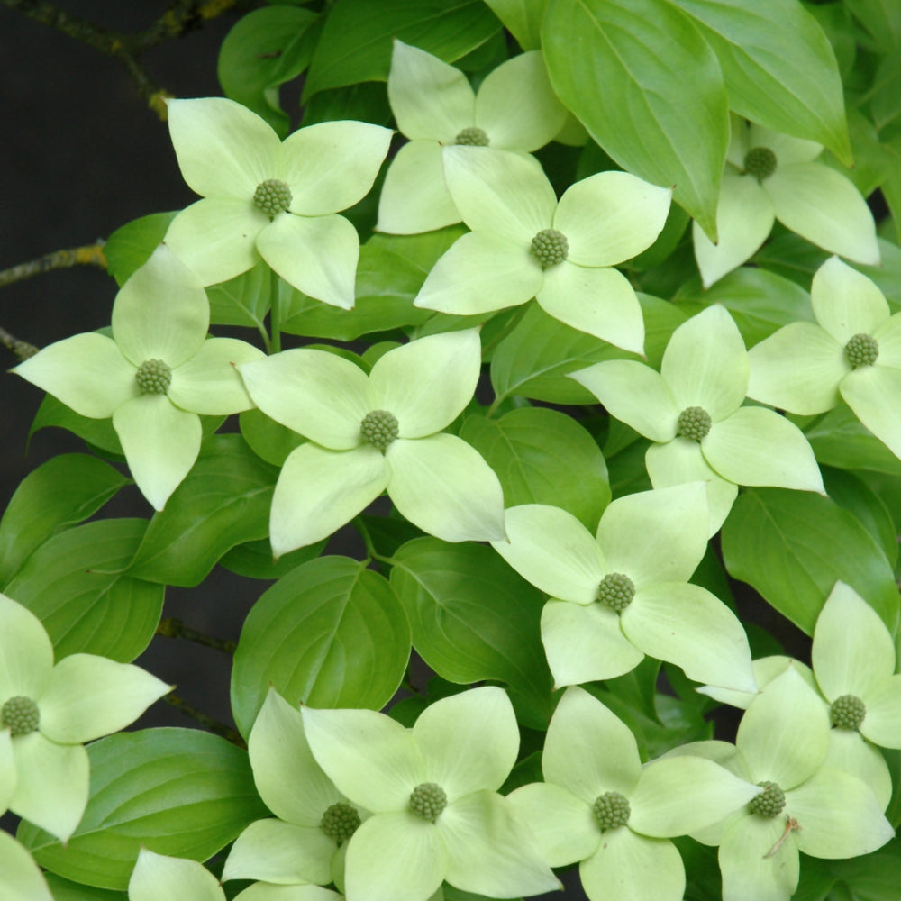 Cornus kousa 'Milky Way'