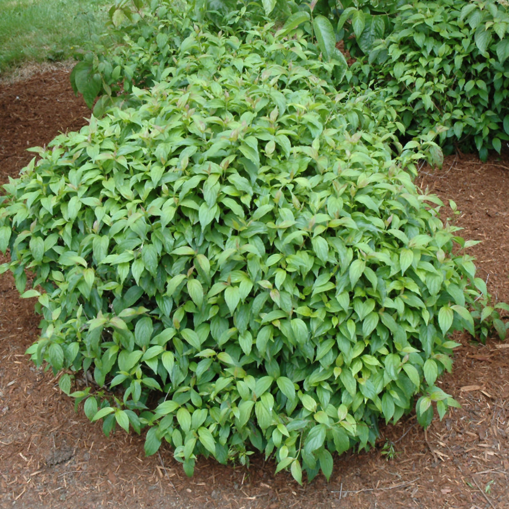 Cornus sericea 'Kelseyi'