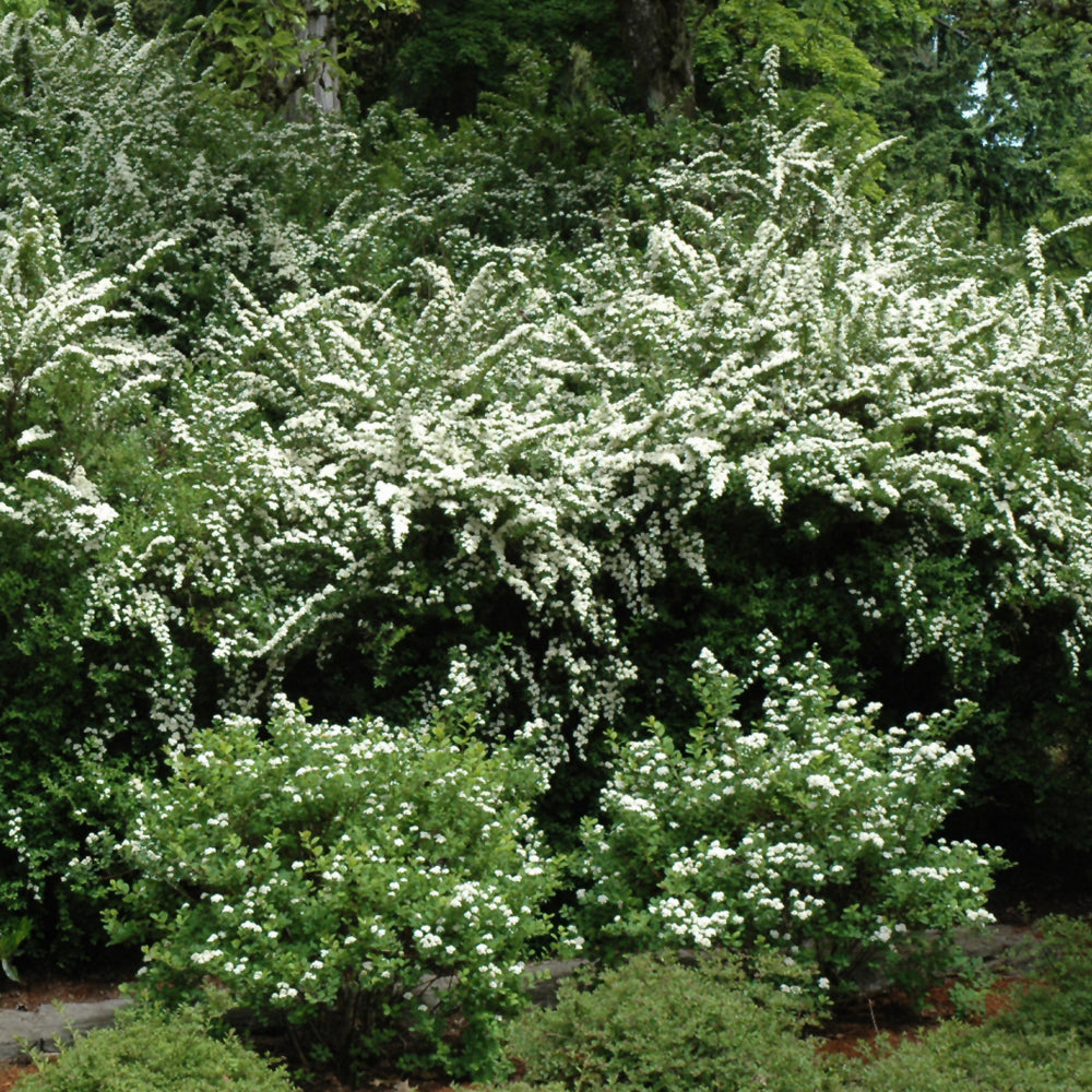 Spiraea nipponica 'Snowmound'