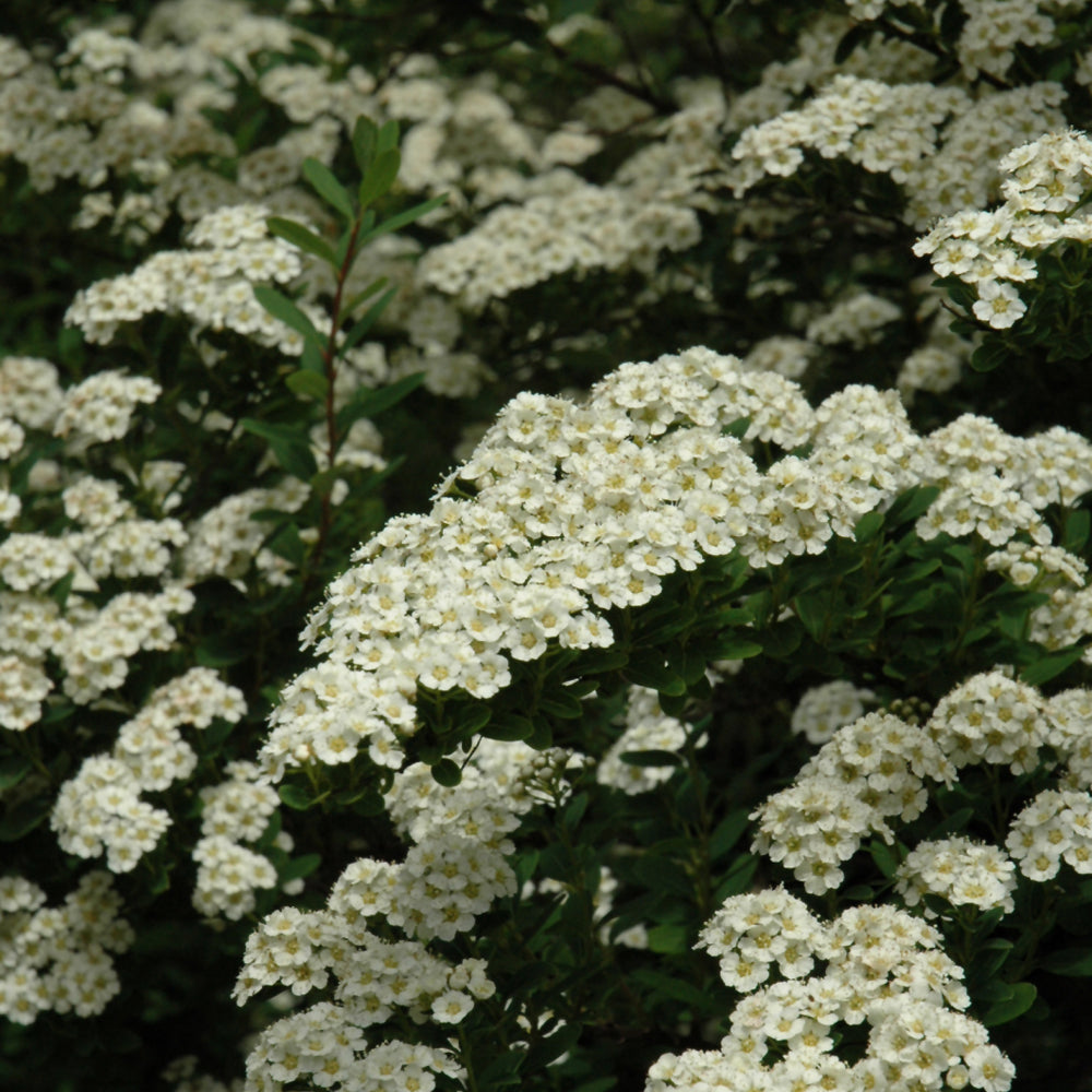 Snowmound Spirea