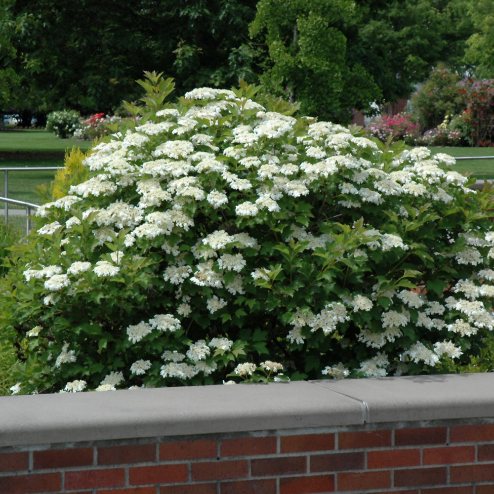 Viburnum trilobum 'Bailey Compact'