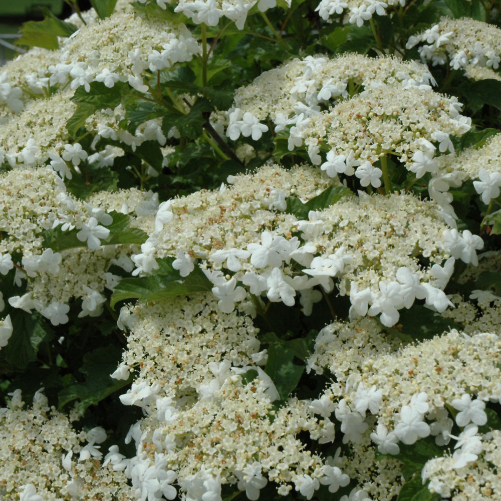 Bailey Compact Highbush Cranberry