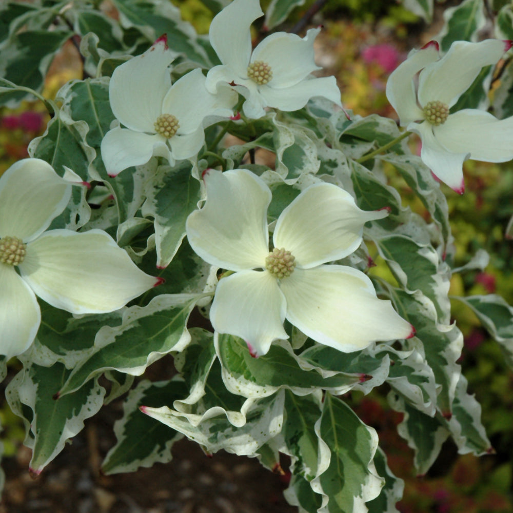 Cornus kousa 'Wolf Eyes'