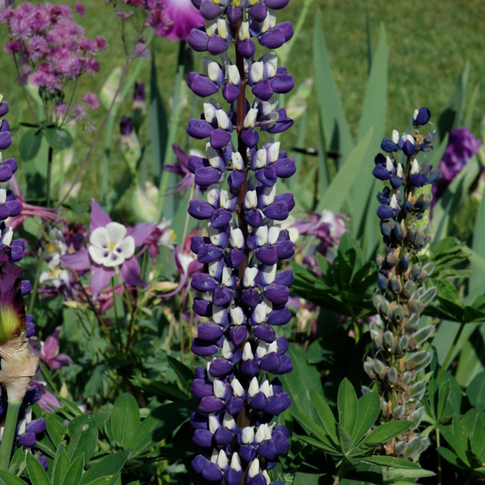 Lupinus 'The Governor'