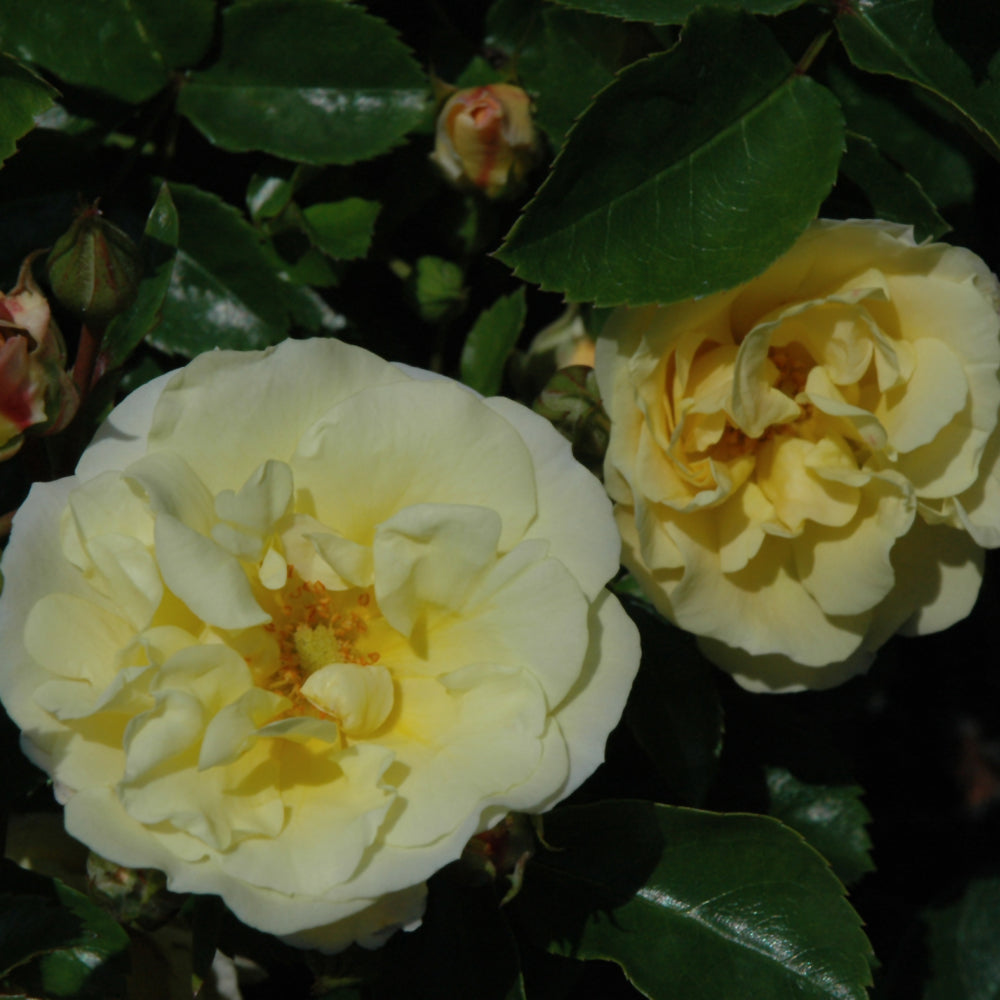 Rosa 'Novarospop'