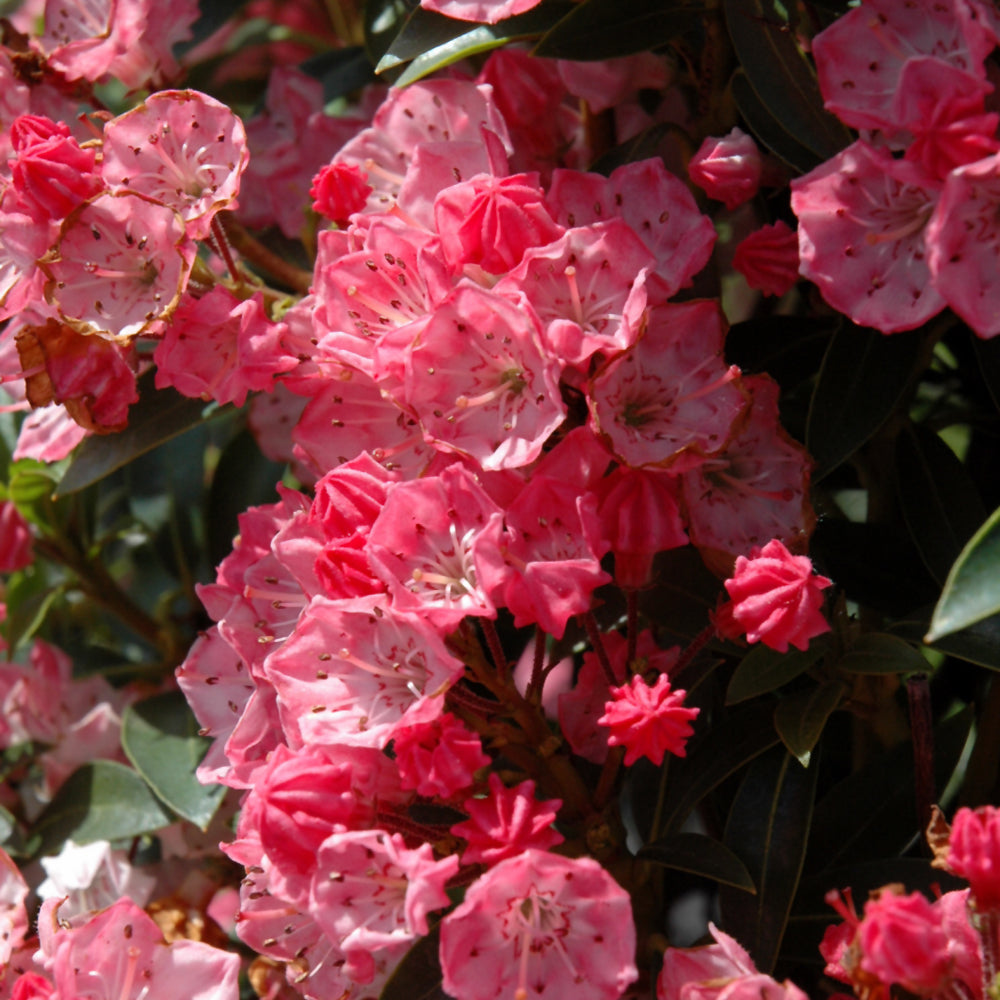 Kalmia latifolia 'Tiddlywinks'