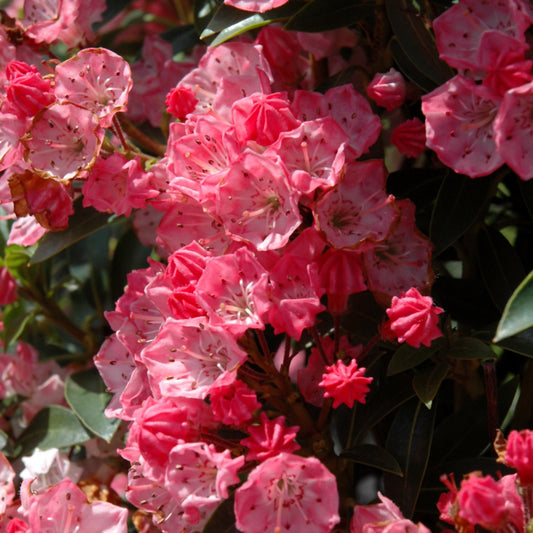 Kalmia latifolia 'Tiddlywinks'