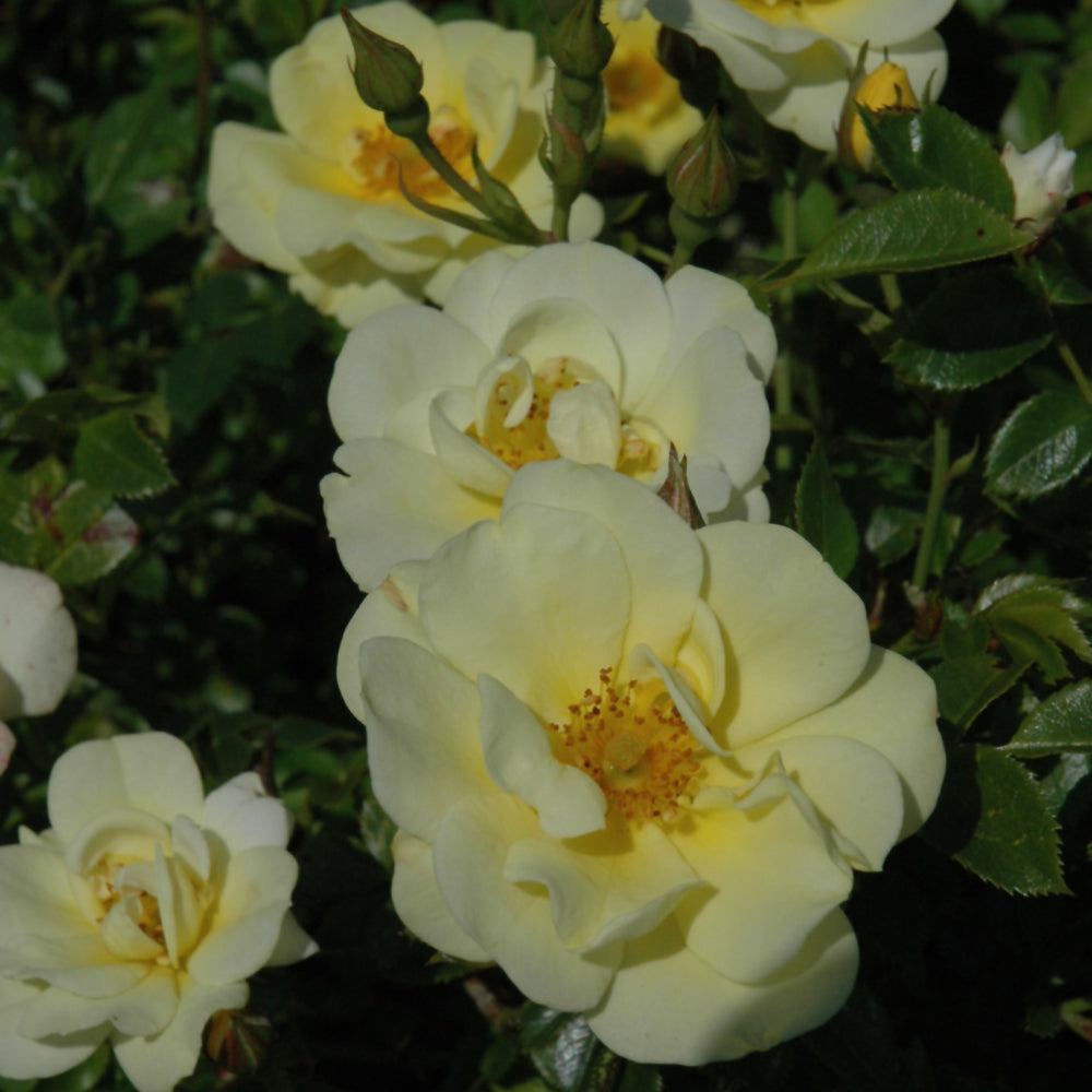 Rosa 'Meisentmil'