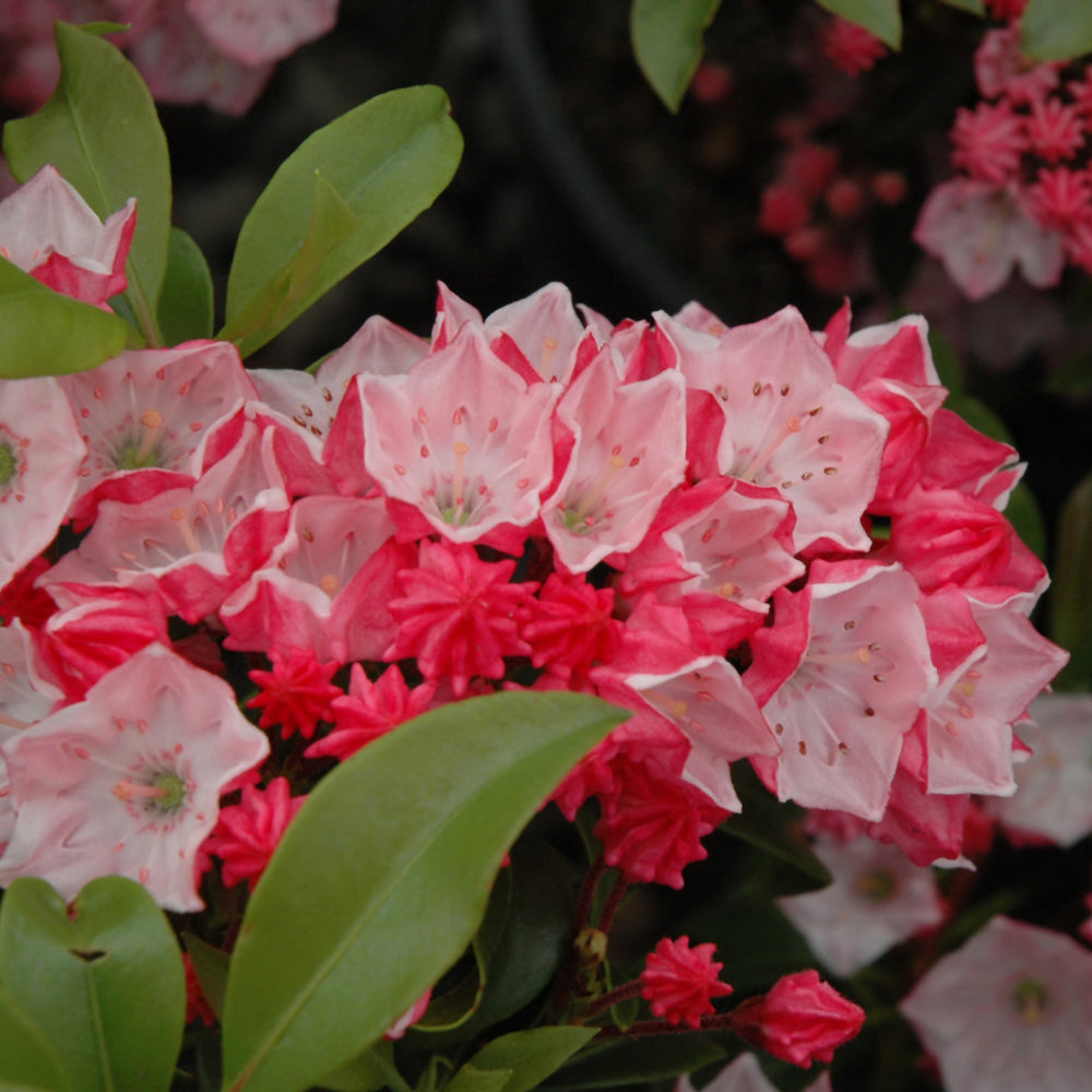 Kalmia latifolia 'Carol'