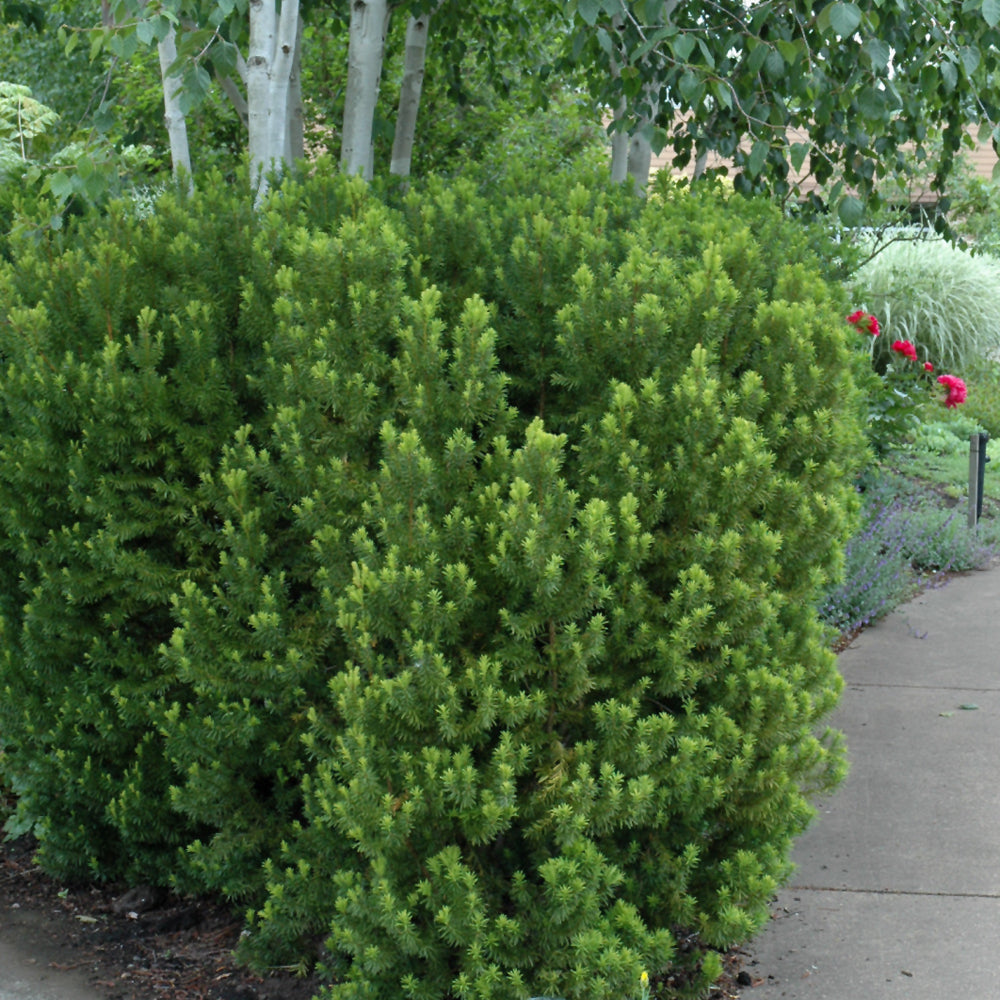 Taxus x media 'Hicksii'