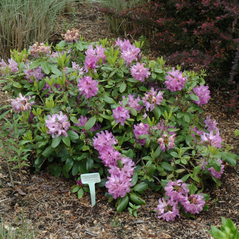 Minnetonka Rhododendron