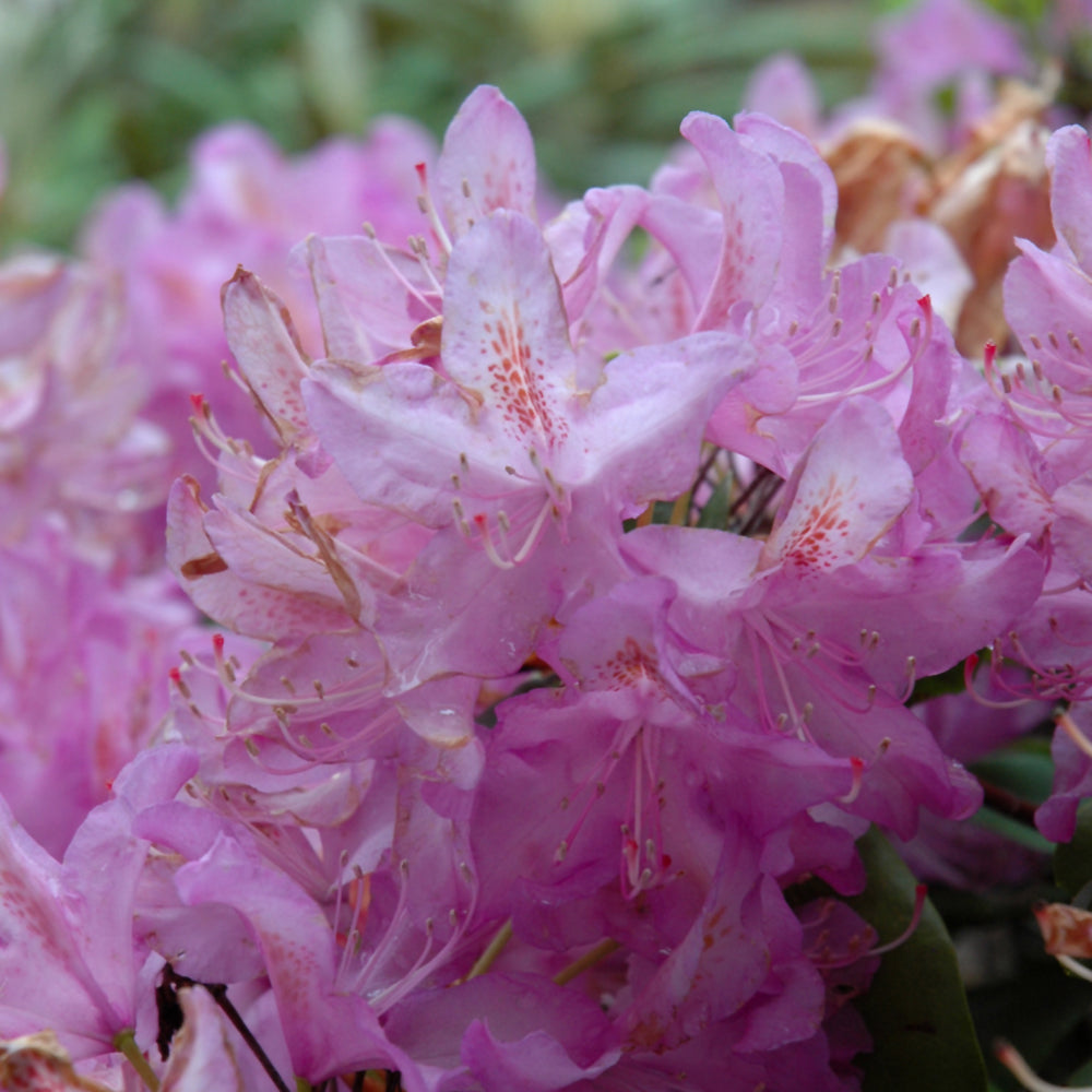 Rhododendron 'Minnetonka'