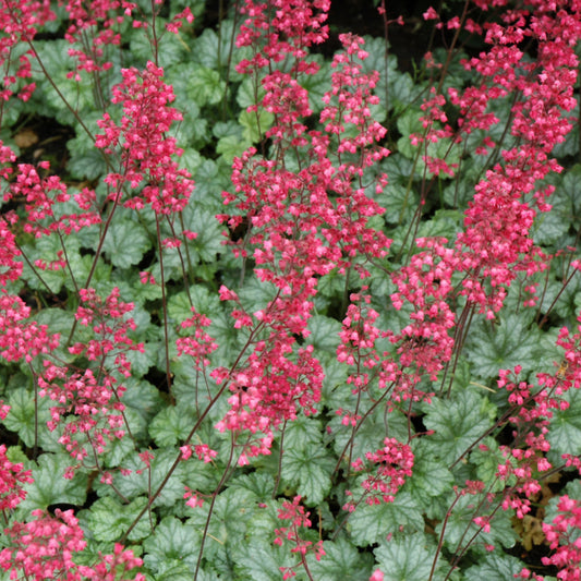 Heuchera 'Paris'