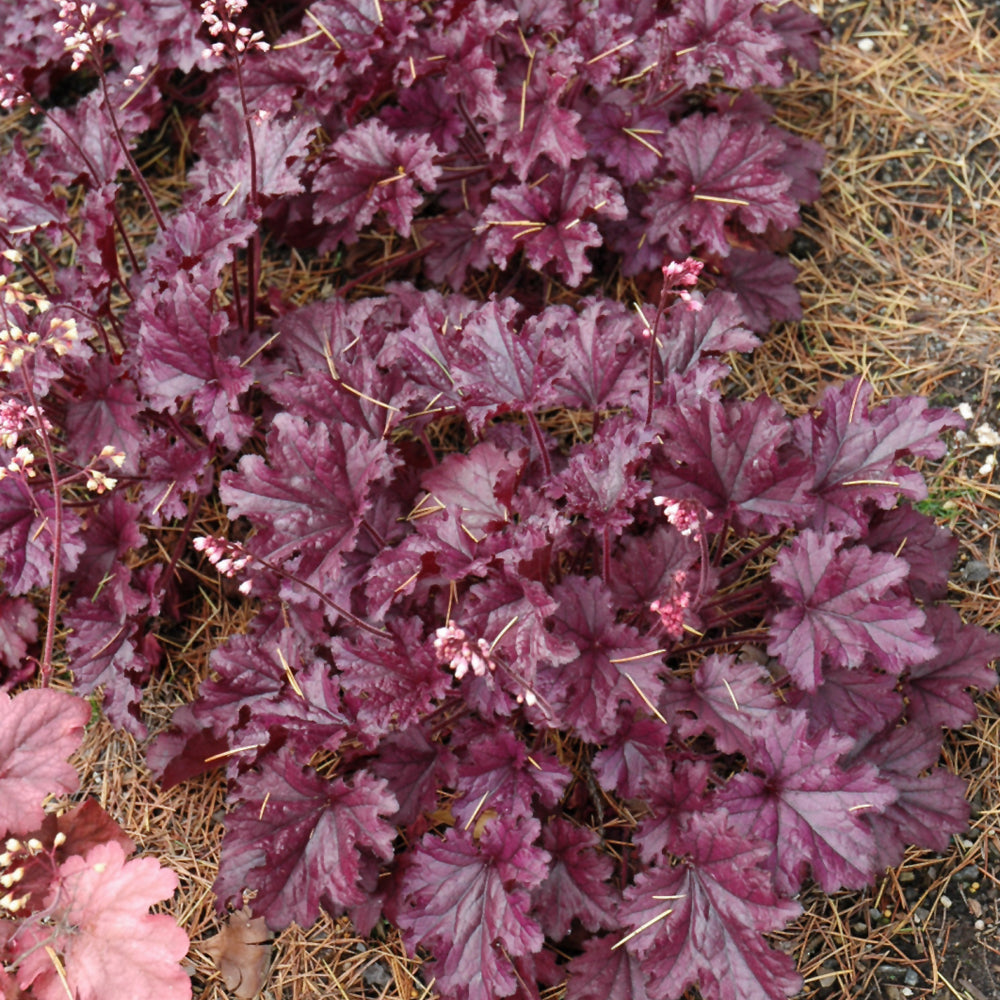 Forever® Purple Coral Bells