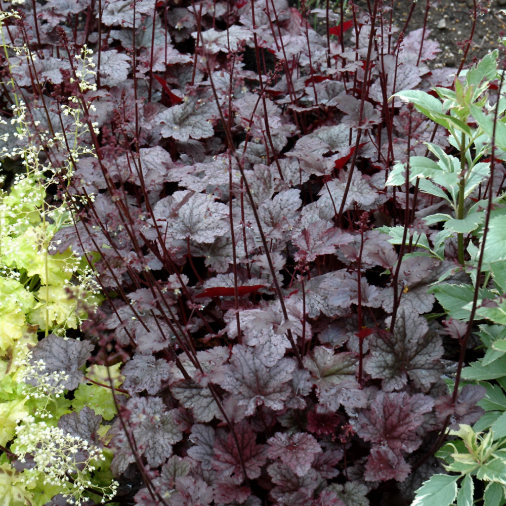 Plum Pudding Coral Bells