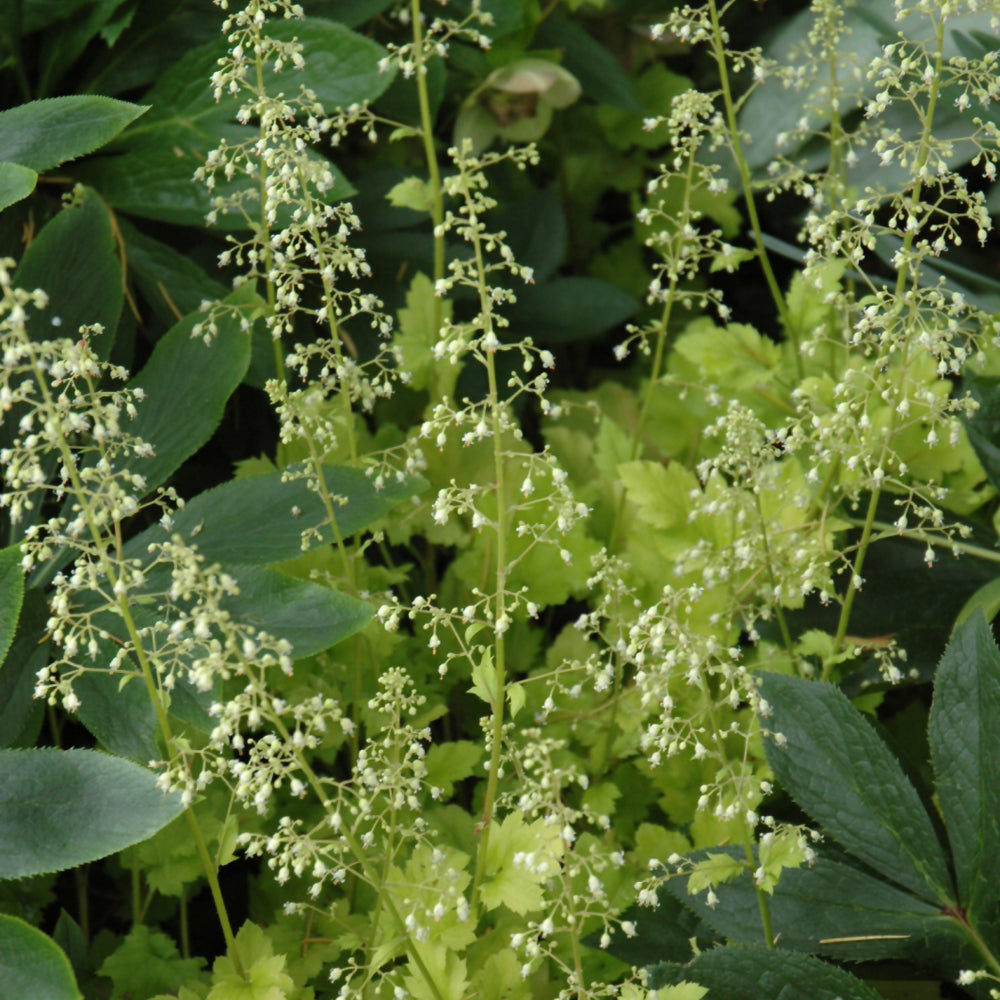 Lime Marmalade Coral Bells