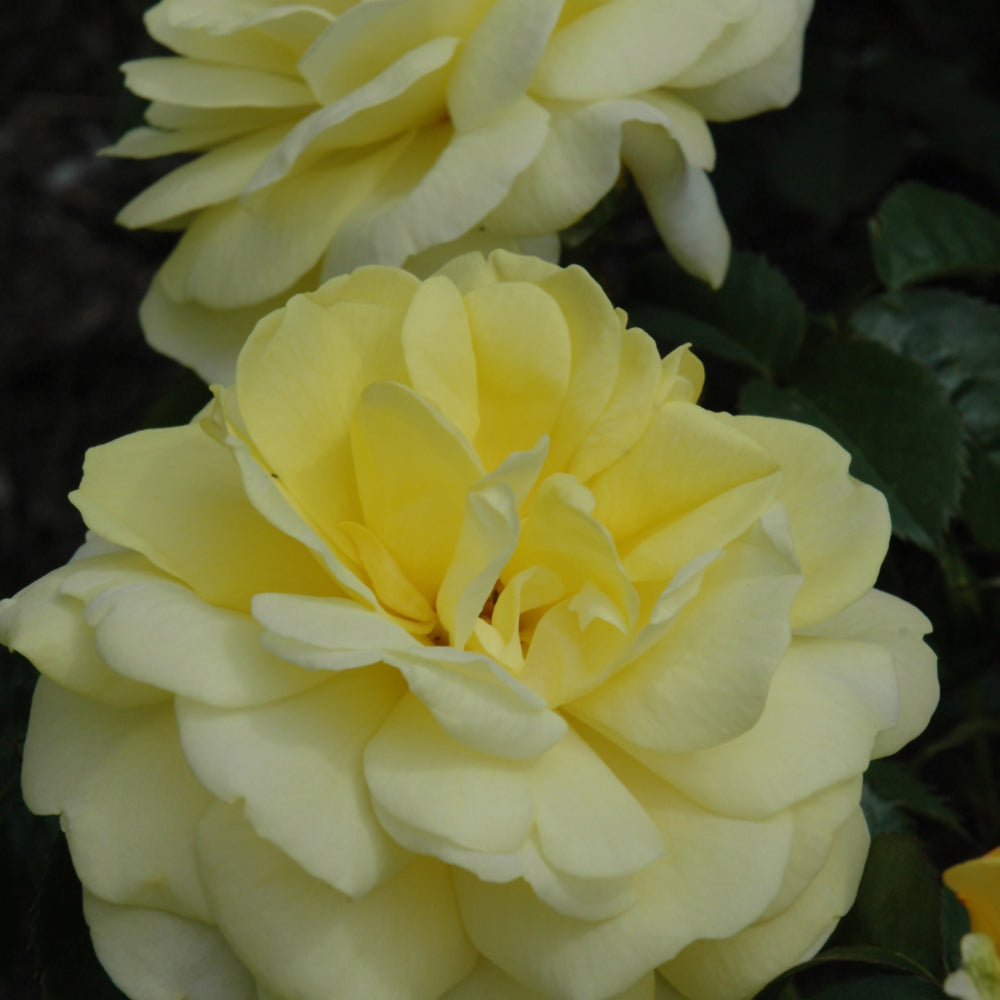 Rosa 'Yellow Brick Road'