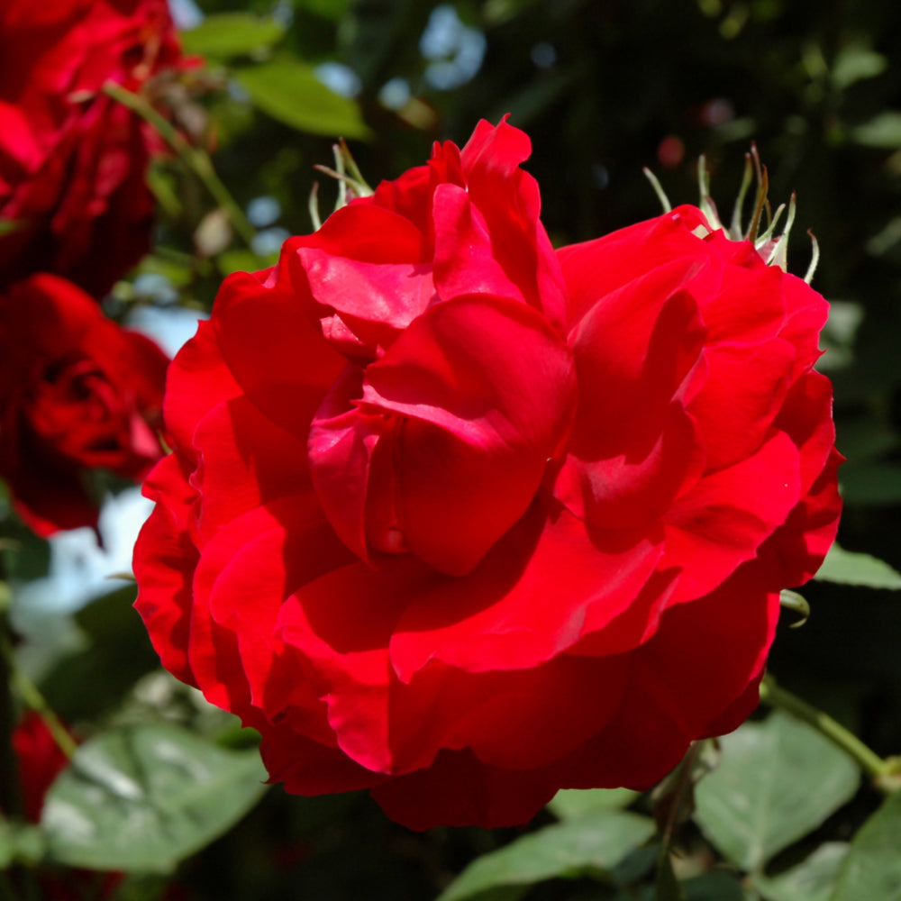 Rosa 'Ramblin' Red'