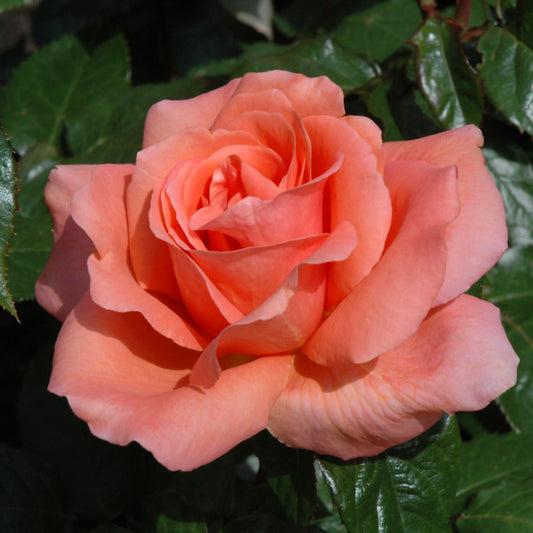 Rosa 'Sweet Fragrance'