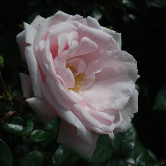 Rosa 'New Dawn'