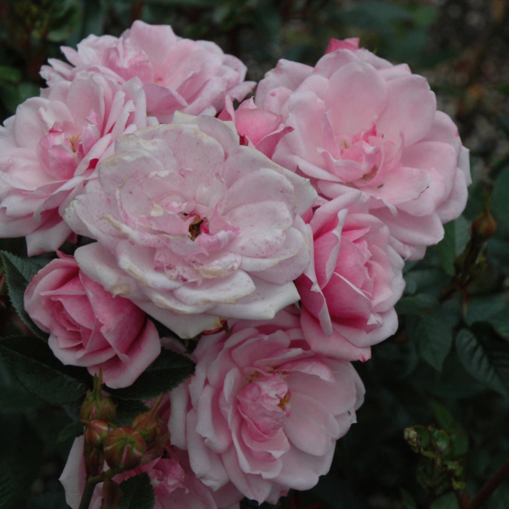 Rosa 'Flower Carpet Appleblossom'