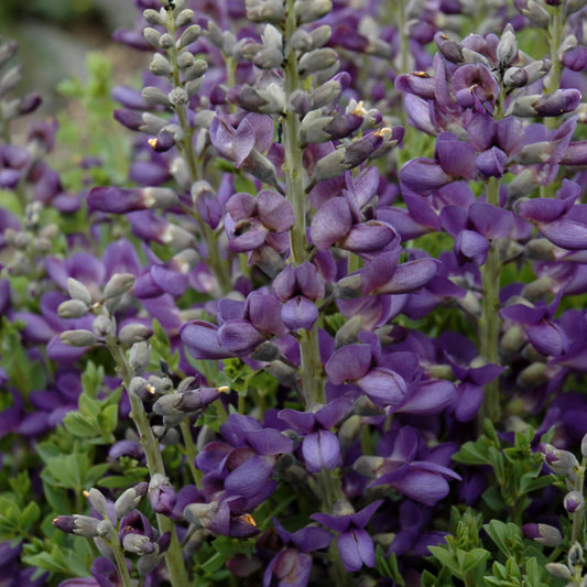 Baptisia 'Blueberry Sundae'