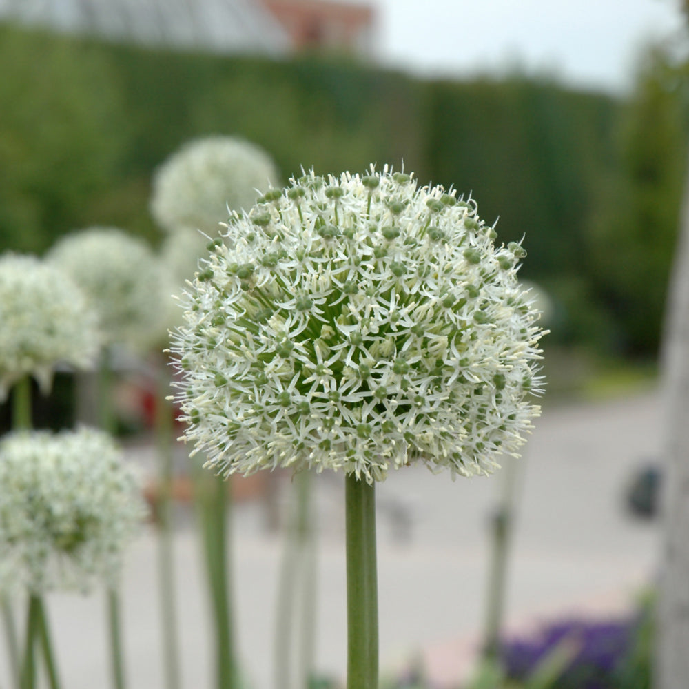 Mount Everest Ornamental Onion