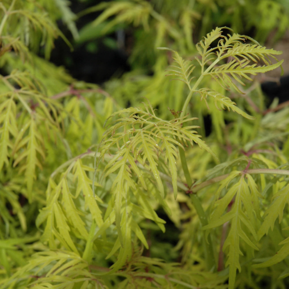 Sambucus racemosa 'SMNSRD4'