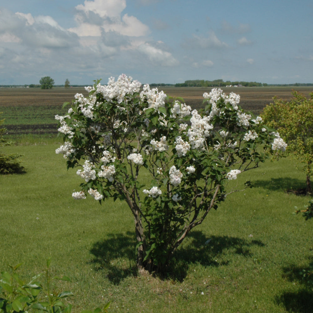 Beauty of Moscow Lilac