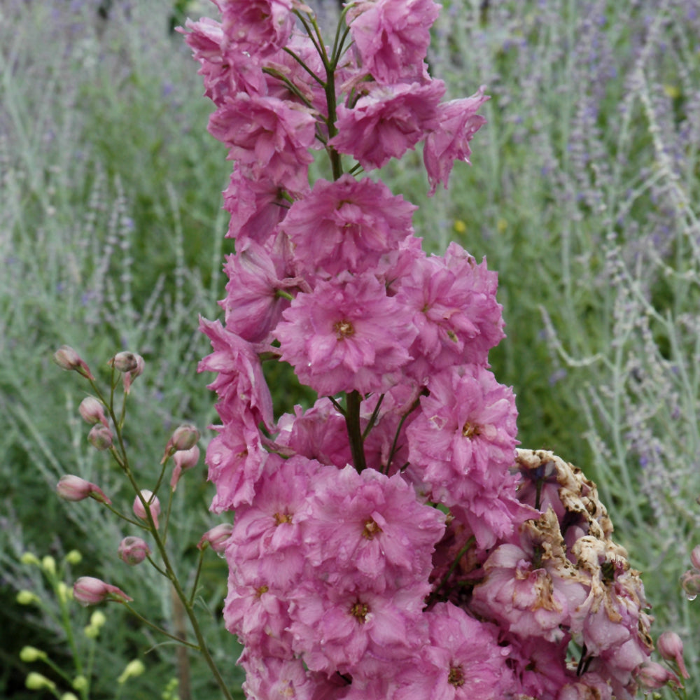 Delphinium 'Pink Punch'