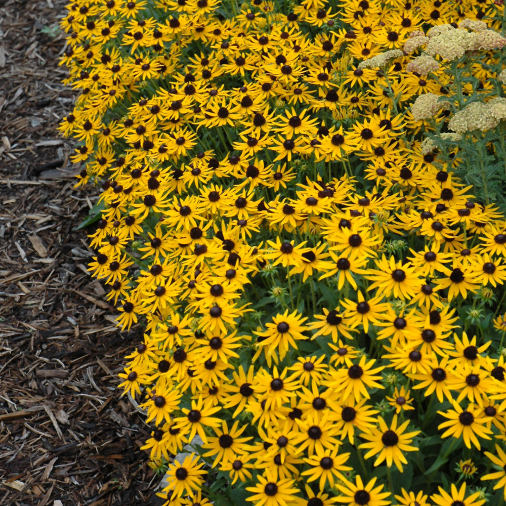 Little Goldstar Coneflower