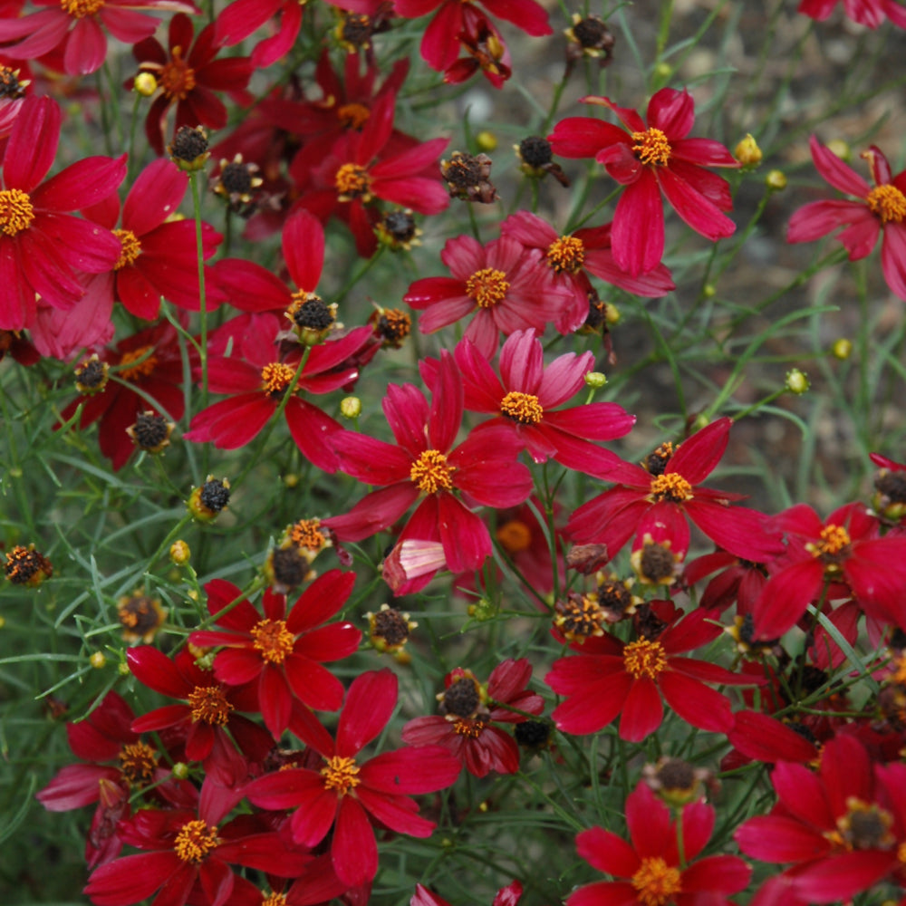 Red Satin Tickseed