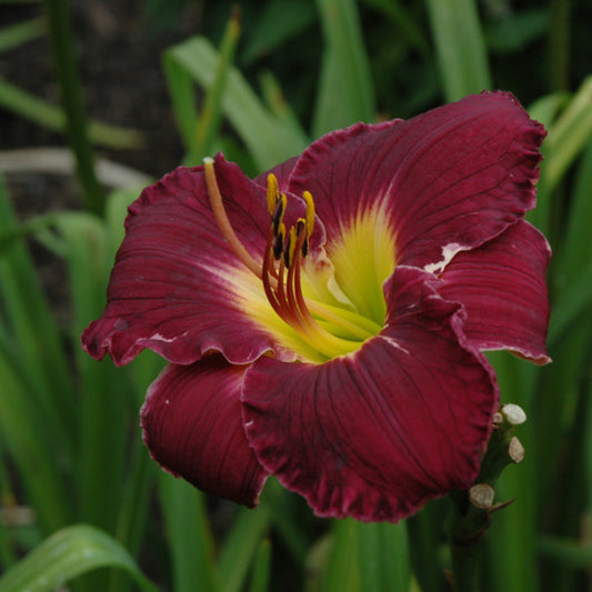 Hemerocallis 'Bela Lugosi'