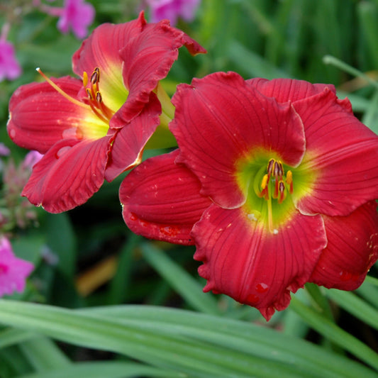 Hemerocallis 'Red Hot Returns'