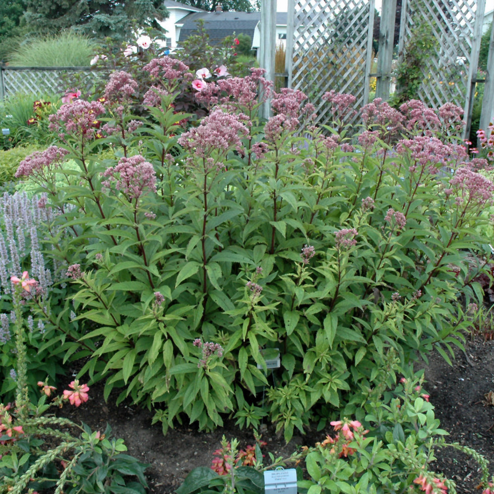 Baby Joe Dwarf Joe Pye Weed