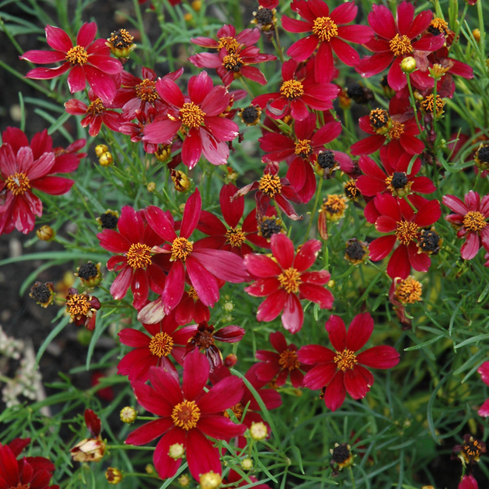 Coreopsis 'Red Satin'