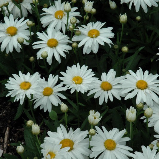 Leucanthemum x superbum 'Whoops-A-Daisy'