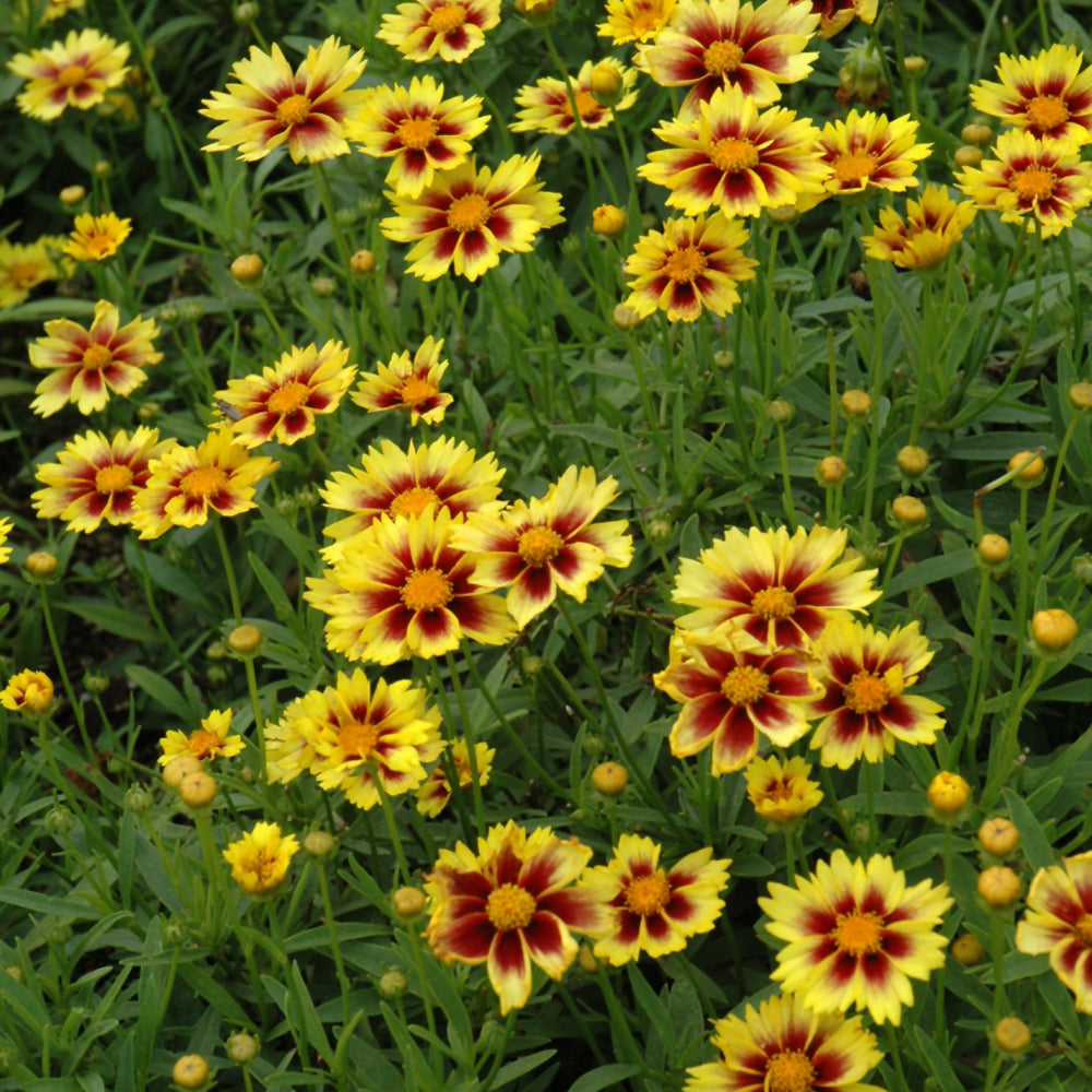 Coreopsis 'Enchanted Eve'