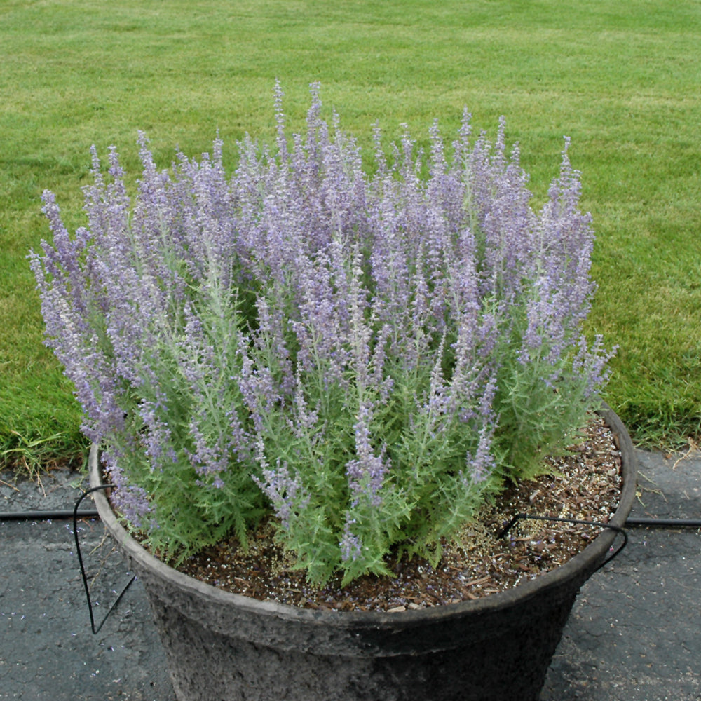 Denim 'n Lace Russian Sage