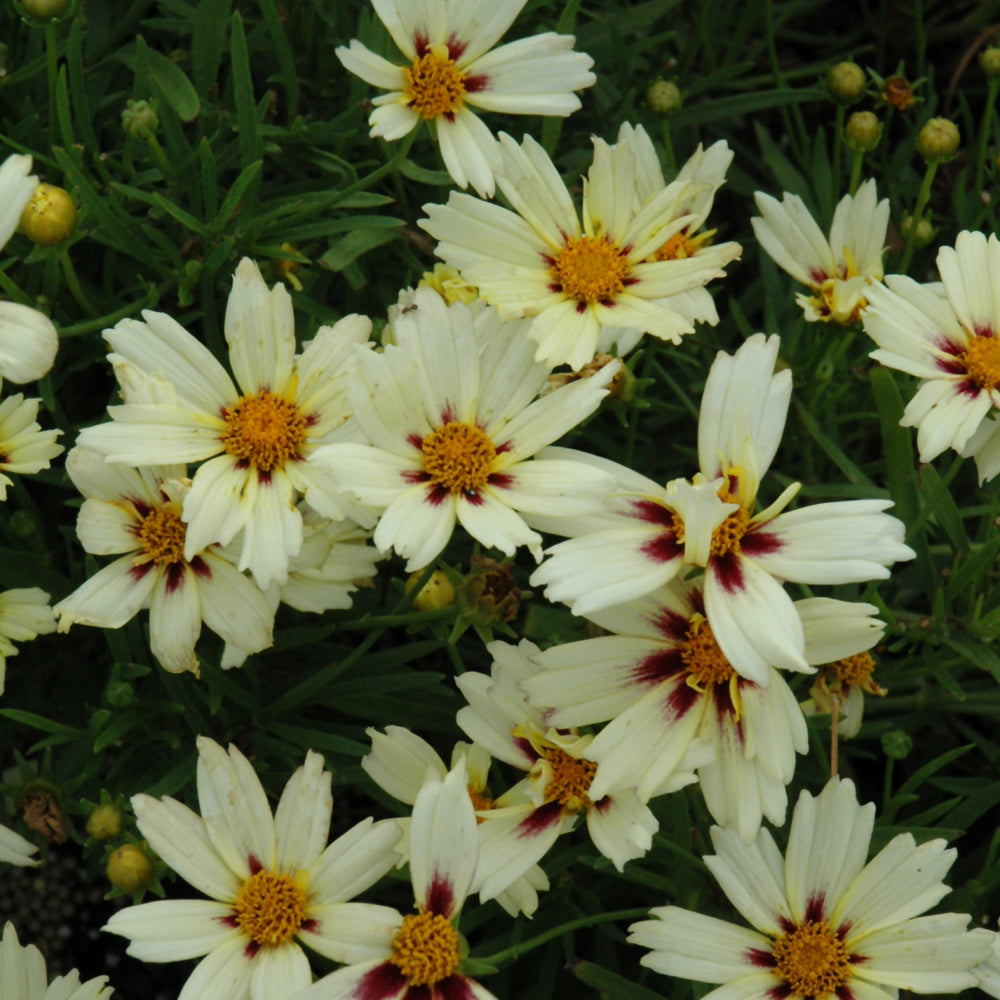 Coreopsis 'Starlight'