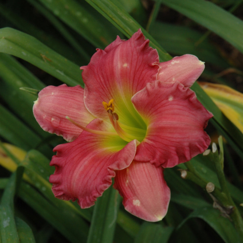 Hemerocallis 'Passionate Returns'