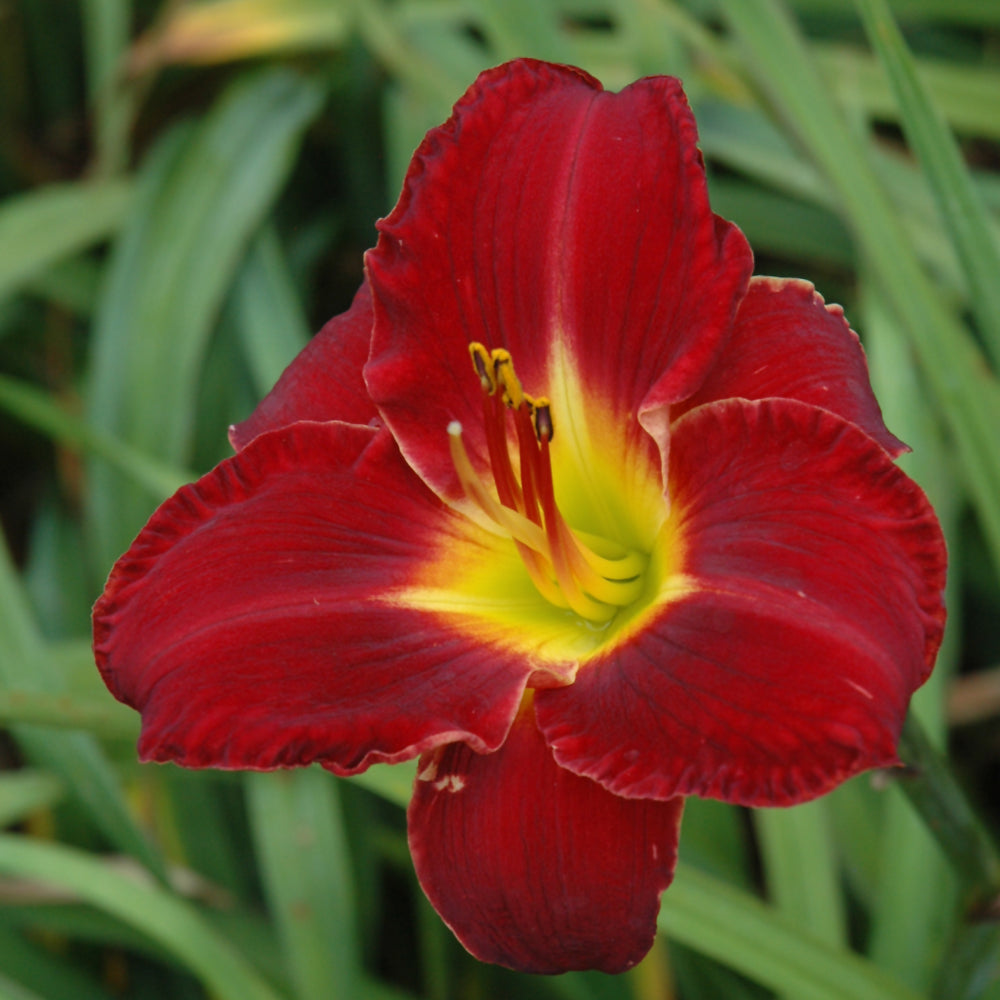 Hemerocallis 'Prairie Wildfire'