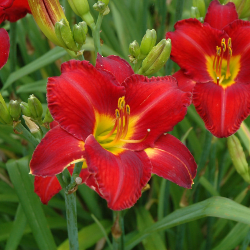 Hemerocallis 'Chicago Apache'