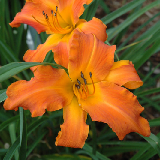 Hemerocallis 'Primal Scream'