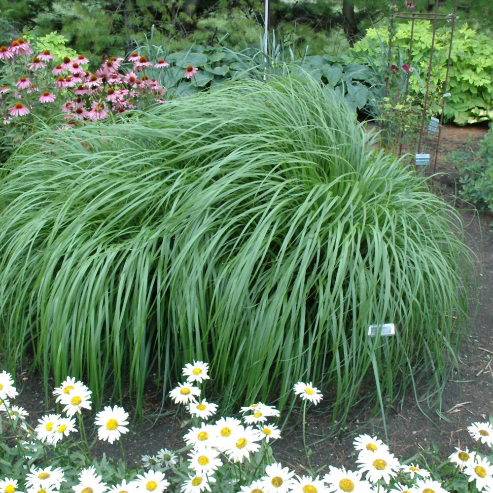 Pennisetum alopecuroides 'Red Head'