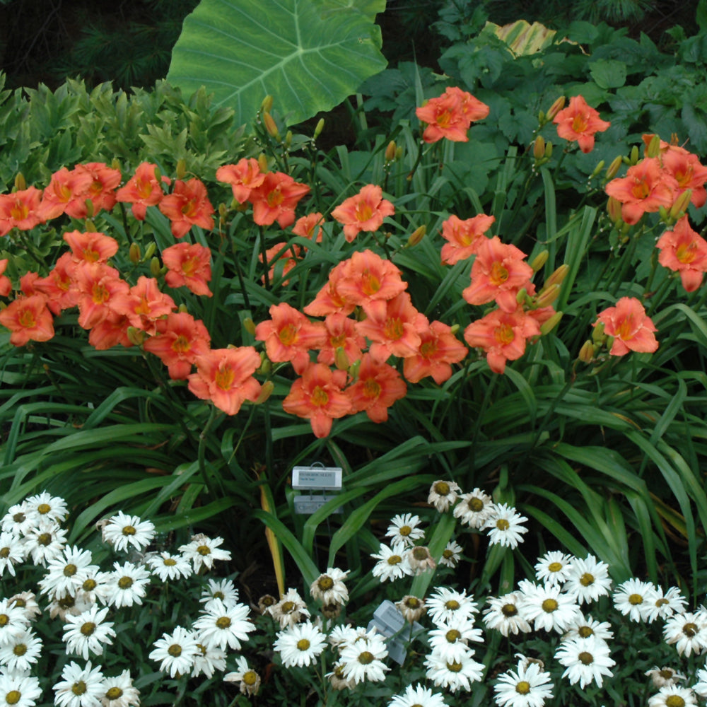 South Seas Daylily