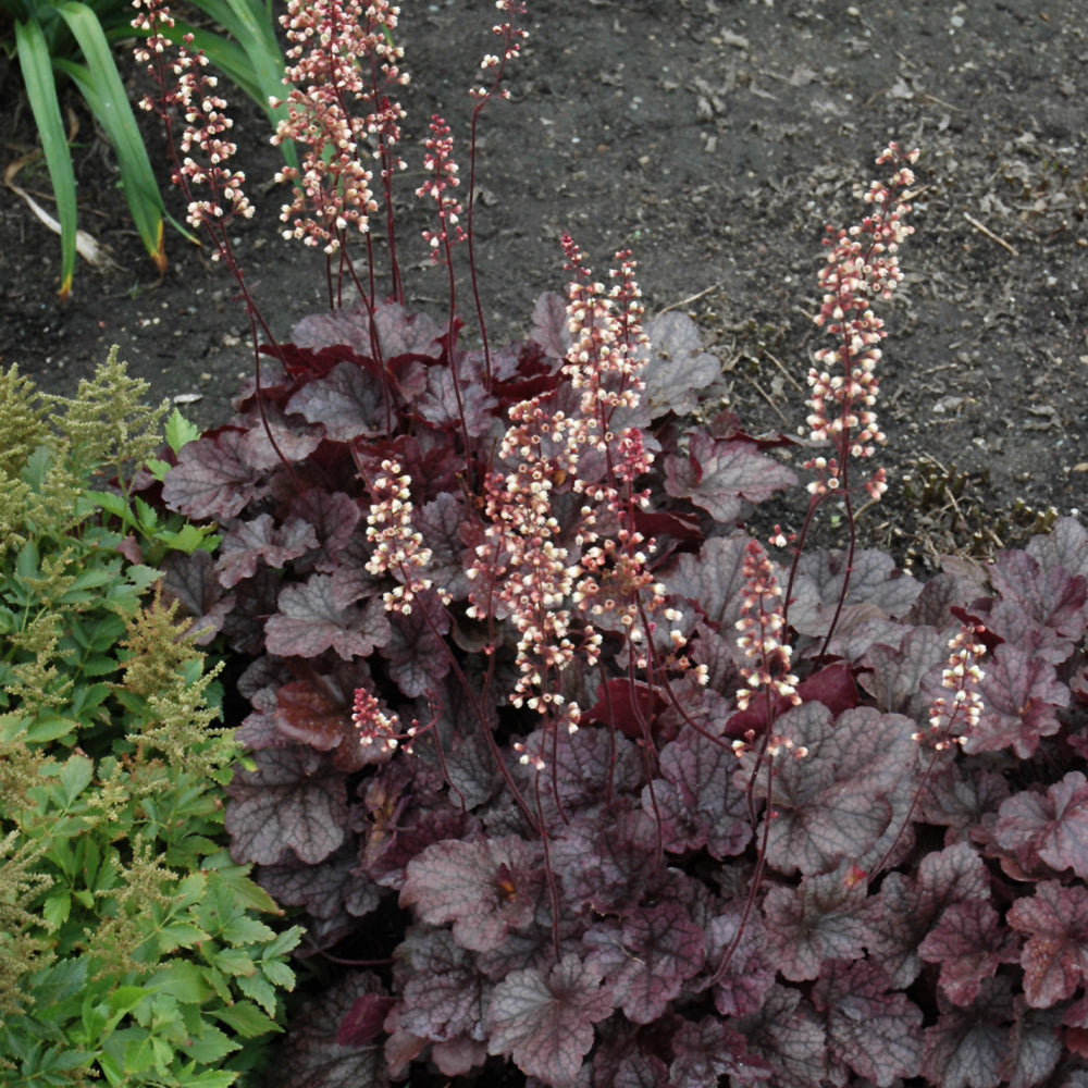 Grape Expectations Coral Bells