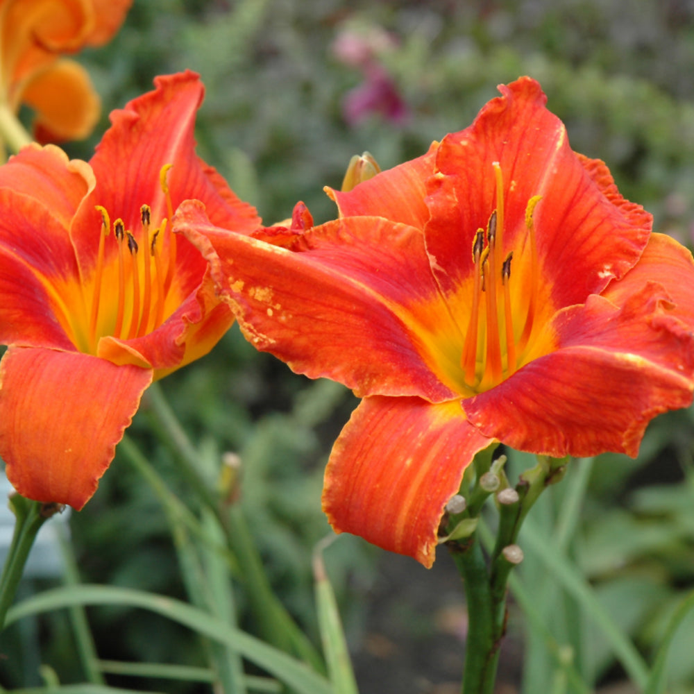 Hemerocallis 'Alabama Jubilee'