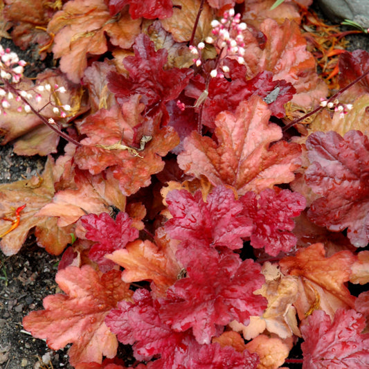 Heuchera 'Fire Alarm'